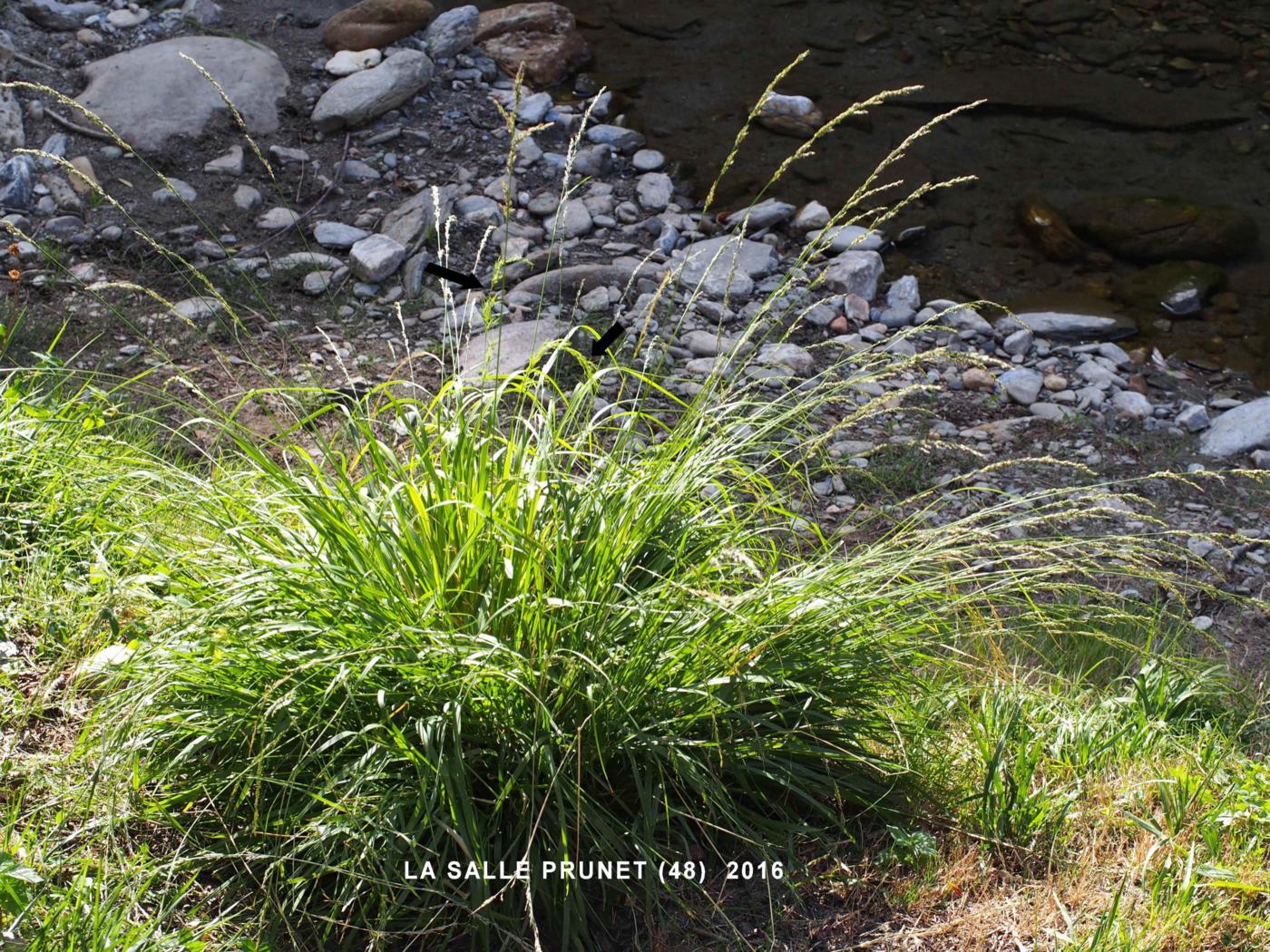 Moor Grass, Purple plant